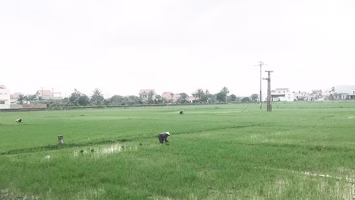 Nông dân Đông Triều xuống đồng chăm sóc vụ lúa xuân. Ảnh: Trần Thuyết (Trung tâm TT-VH Đông Triều).