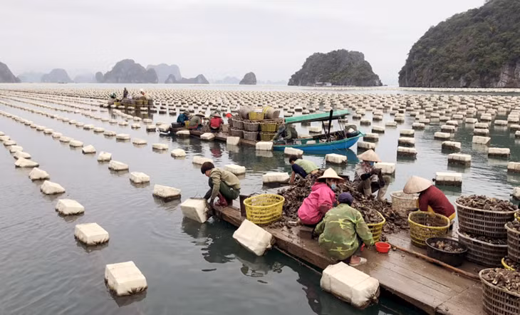 Một khu nuôi hàu tại vùng biển Vân Đồn.