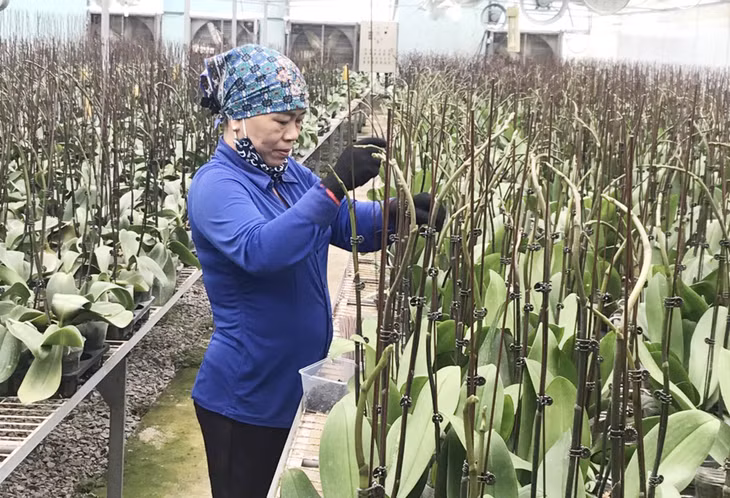 Công nhân Công ty CP Phát triển Agri-Tech chăm sóc lan hồ điệp tại khu nhà màng.