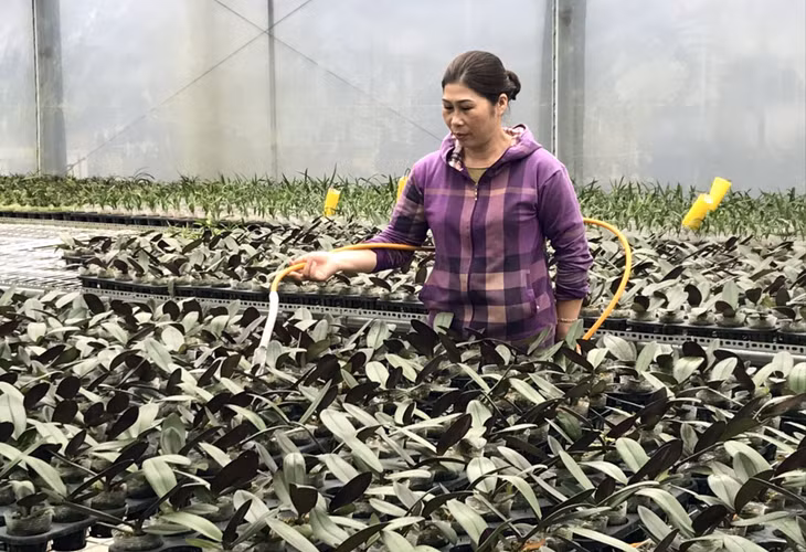 Với việc chủ động được nguồn giống, Công ty CP Phát triển Agri - Tech