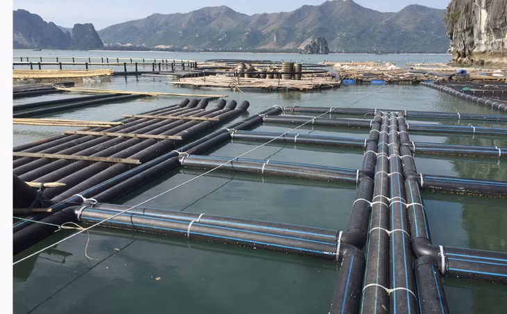 huyện Vân Đồn đã chuyển sang sử dụng bè bằng vật liệu HDPE thân thiện với môi trường.
