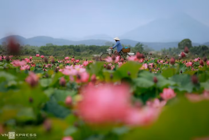 Khung cảnh đồng sen làng Hương Cần, xã Hương Toàn, thị xã Hương Trà. Mùa hè đến, hoa sen nở trên các đầm lầy, điểm tô cho cố đô giàu chất thơ. Sen sẽ nở rộ trong tháng 5 và hết tháng 6. 