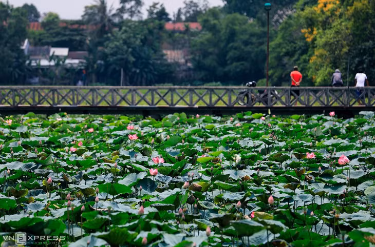 Theo các tài liệu ghi chép, hồ Tịnh Tâm hay hồ Tịnh hình chữ nhật, chu vi gần 1.500 m. Trên hồ có ba hòn đảo Bồng Lai, Phương Trượng và Doanh Châu. Trong ảnh là cầu Hồng Cừ dẫn đến đảo Bồng Lai, bên dưới trồng sen hồng. Gần đây, hồ Tịnh được cải tạo nên môi trường nước thông thoáng, sen phát triển tốt và nở đẹp.