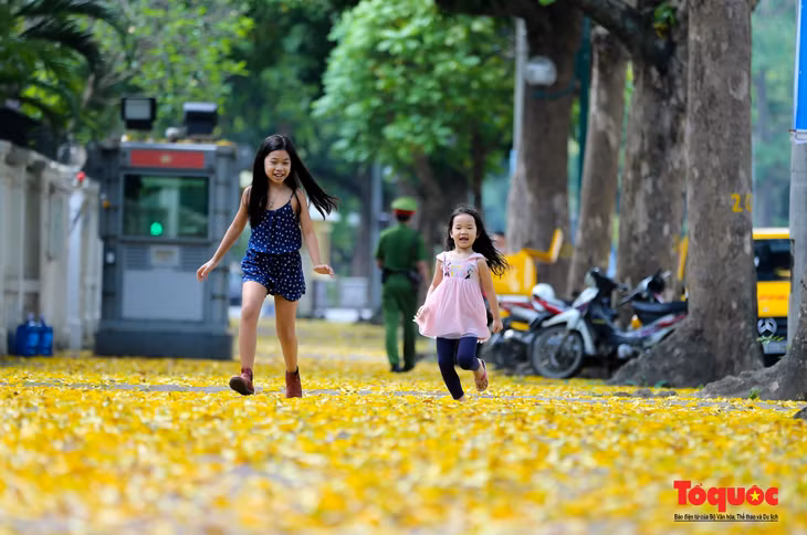Đi dọc Trần Phú vào những ngày này, ngay cả người đi đường cũng cảm nhận được sắc đẹp trong lòng thành phố khi chứng kiến khung đường tràn ngập lá vàng rơi. Nhiều bạn trẻ tìm đến con đường này để giữ lại khoảnh khắc khi hè về. Không giống như vẻ đẹp rực rỡ của sắc tím bằng lăng, những màu điệp vàng hay sắc đỏ chói lửa của phượng vĩ khi vào hè, thảm lá vàng mùa thu trên con phố này dường như làm chúng ta dịu đi hơn trong cuộc sống hối hả thường ngày