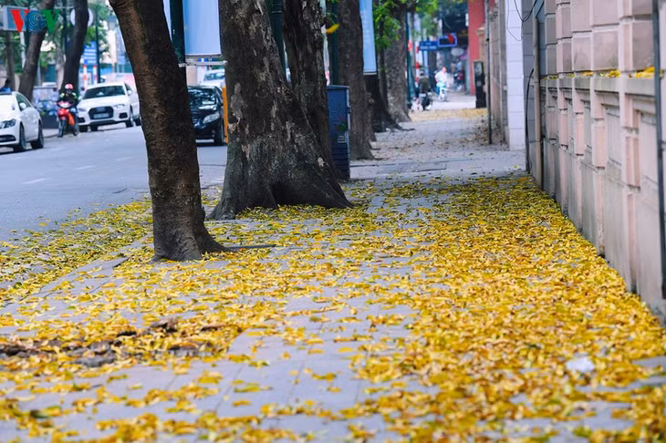 Từng thảm lá vàng trút xuống dưới tán những hàng sấu cổ thụ đẹp lãng mạn đến nao lòng.