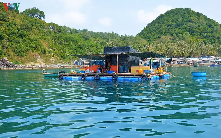 Người dân ở đây đa phần sinh sống bằng nghề khai thác hải sản và nuôi cá mú, cá bớp trong lồng bè.
