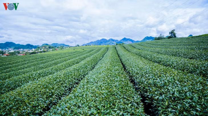Màu xanh của chè luôn đem đến cảm giác mát lành, tinh khiết của miền đất có khí hậu đặc biệt và sự chăm sóc cần mẫn của người nông dân nơi đây.
