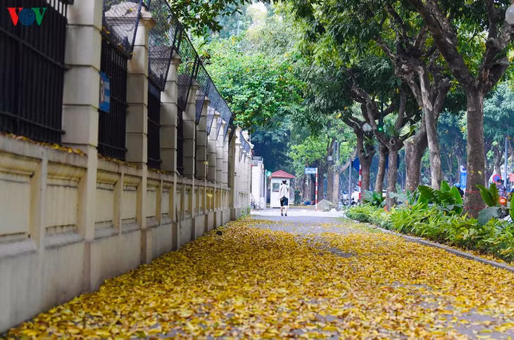 Ngay cả khi vào mùa lá đổ, tán sấu vẫn rất dày, non xanh mỡ màng, tràn trề nhựa sống.