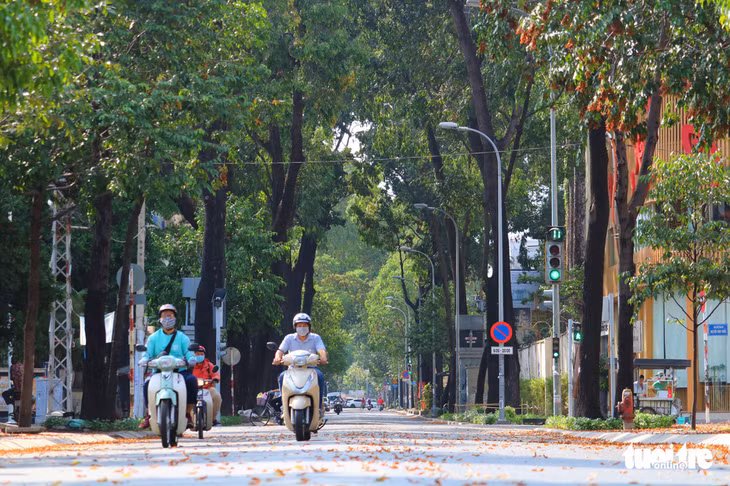 Những hàng chò cả chục năm tuổi thẳng tắp trên đường Lê Quý Đôn (Q.3, TP.HCM) - Ảnh: NGỌC PHƯỢNG