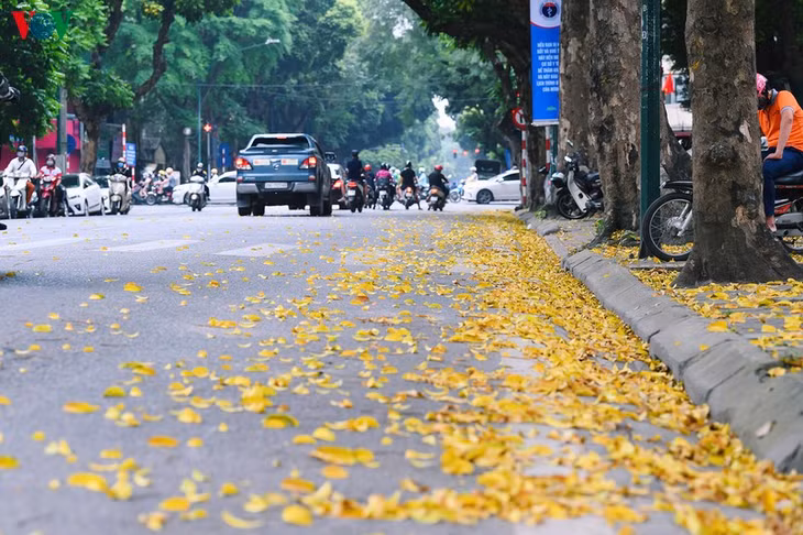 Theo từng cơn gió, lá sấu rụng vàng ươm. Từng lớp, từng lớp xếp xen kẽ tạo thành thảm vàng trên nhiều con đường Hà Nội tạo nên khung cảnh thơ mộng.