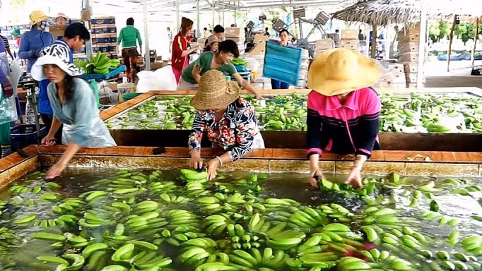 Sơ chế chuối xuất khẩu