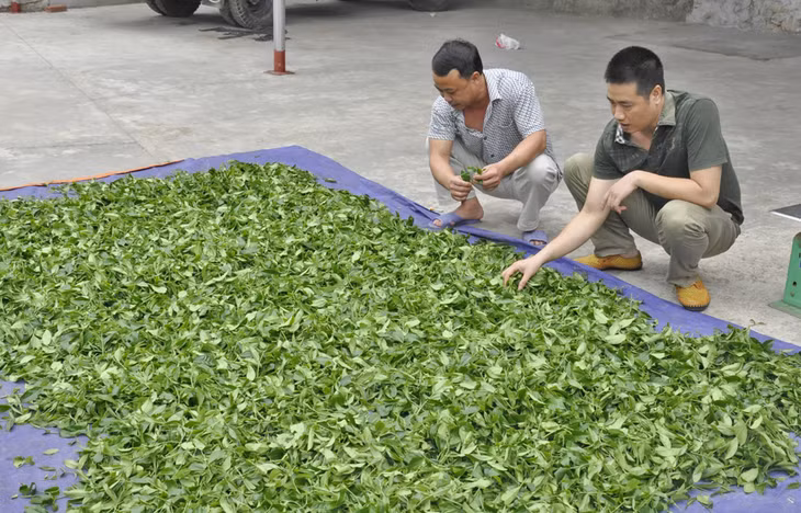 Các doanh nghiệp sản xuất, chế biến chè huyện Hải Hà đẩy mạnh thu mua chè tươi cho bà con nông dân trong thời điểm dịch Covid- 19 tác động đến mọi mặt của đời sống kinh tế- xã hội trên địa bàn.