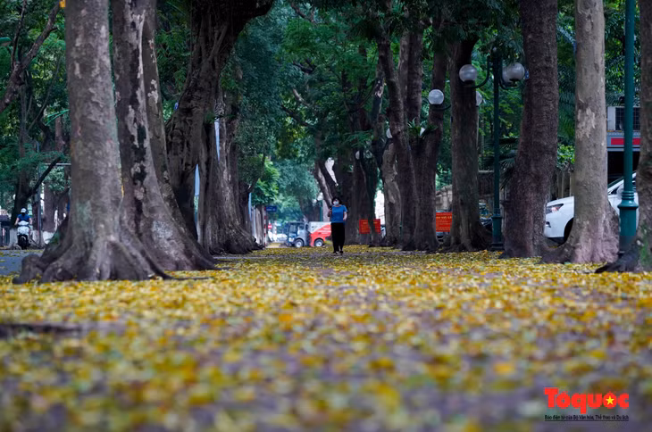 Những hàng cây trên con phố Phan Đình Phùng vẫn cần mẫn, đến hẹn lại lên nhuộm kín lá vàng rơi