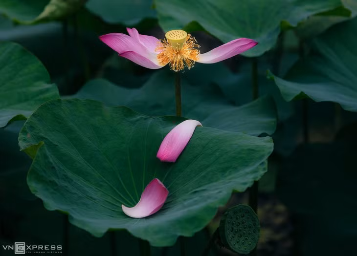 Những cánh hoa rụng để lộ nhụy vàng, nổi bật trên nền lá xanh thẫm.