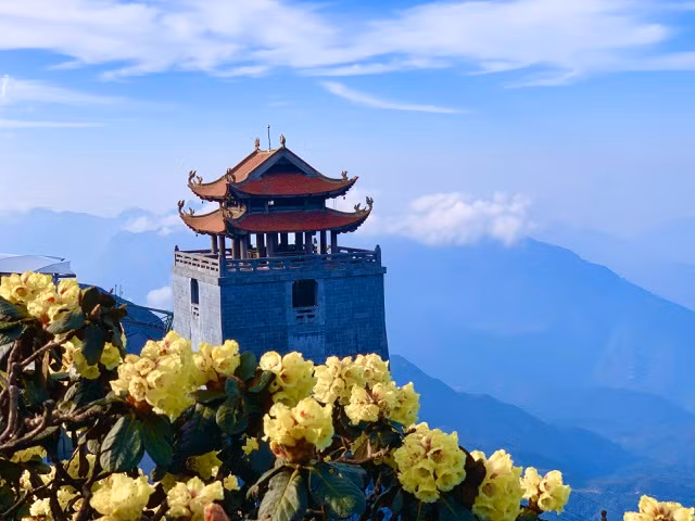Tuyến cáp treo dẫn tới đỉnh thiêng Fansipan cũng là tuyến đường rừng hội tụ nhiều gốc Đỗ Quyên cổ thụ đẹp nhất Hoàng Liên Sơn, nhiều cây trong số này có tuổi đời 500-700 năm tuổi.