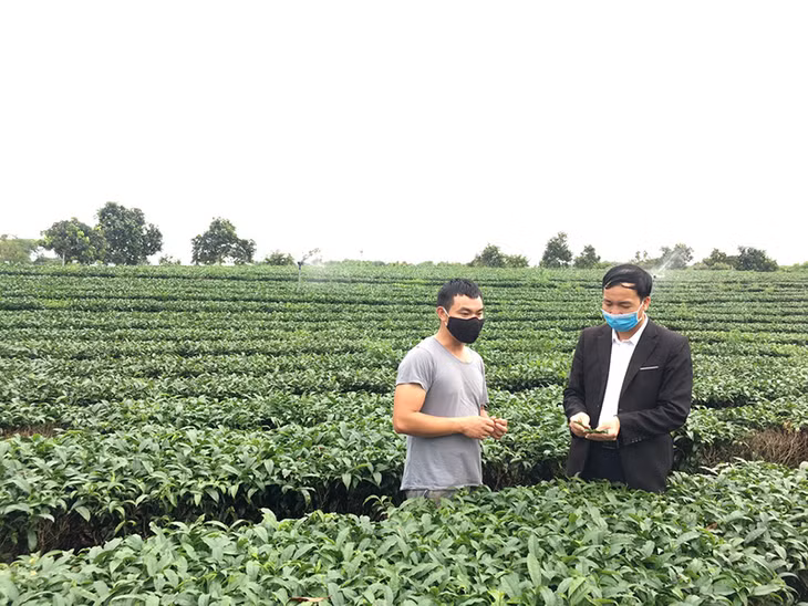 Mô hình trồng chè áp dụng quy trình Vietgap của gia đình anh Nguyễn Văn Thiện, thôn Hải Đông, xã Quảng Thành, huyện Hải Hà cho thu nhập cao.