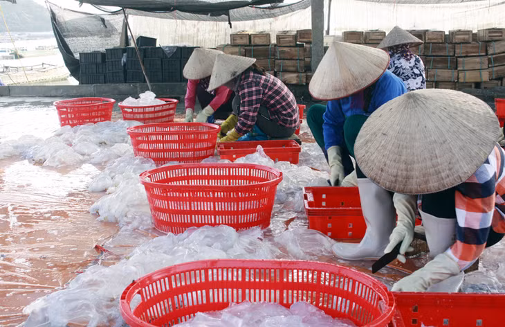 Chế biến sứa Cô Tô.