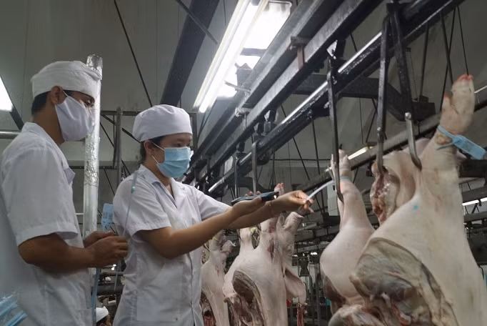 Chuỗi cung ứng thịt heo qua nhiều chủ thể làm giá thành thịt heo tăng cao