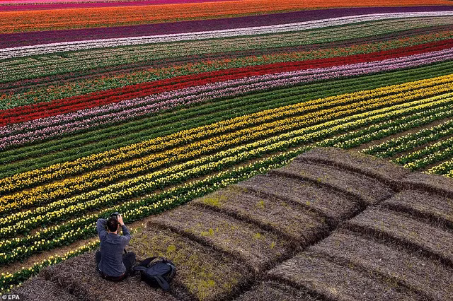Khi hoa tulip bắt đầu nở rộ trên cánh đồng rộng lớn ở Đức, du khách yêu thiên nhiên ghi lại cảnh tượng lạ thường này