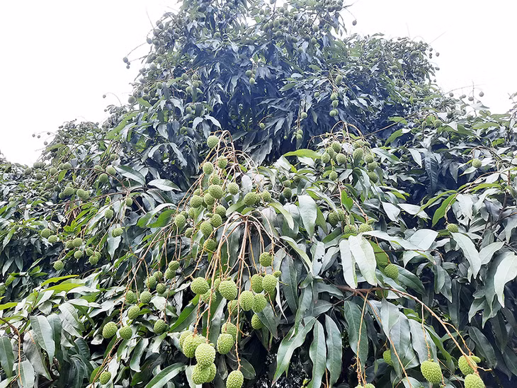 Vụ Vùng vải chín sớm Phương Nam năm nay có thể đạt sản lượng khoảng 4.000 tấn