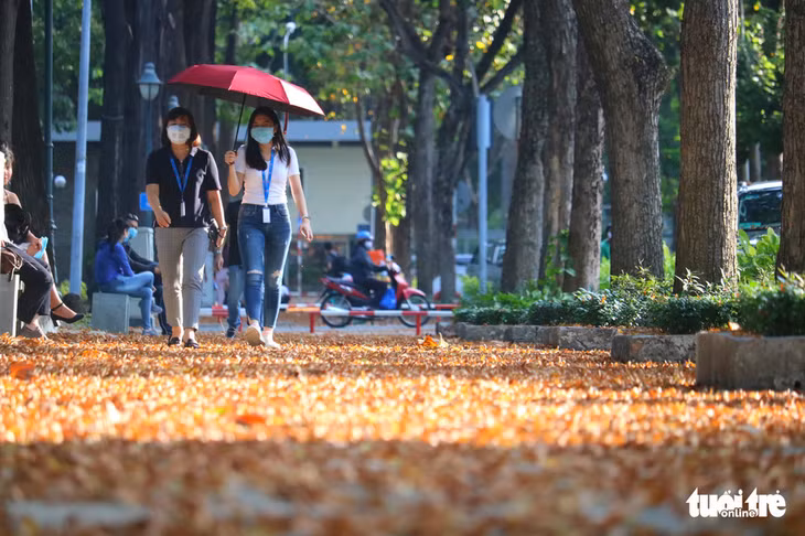 Mùa hoa chò bay yên ắng giữa Sài Gòn - Ảnh: NGỌC PHƯỢNG