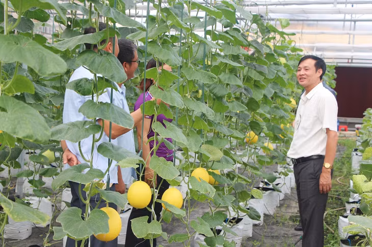  Mô hình trồng dưa Kim Hoàng Hậu trong nhà lưới do Phòng Kinh tế TX Quảng Yên phối hợp với Trường Cao đẳng Nông Lâm Đông Bắc triển khai.