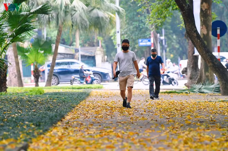 Mùa sấu thay lá đến nhanh và đi cũng nhanh.