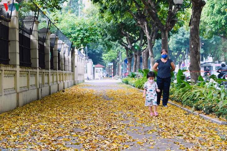 Thỉnh thoảng có vài cơn gió, "cơn mưa" lá vàng tắm mát cả con phố.