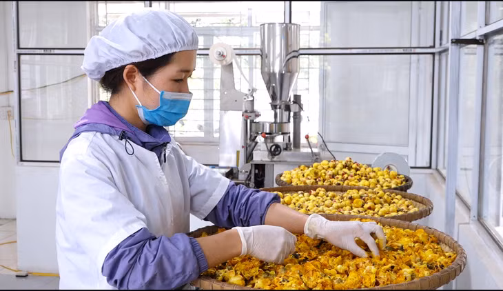 Áp dụng KH&CN vào các khâu chế biến đã nâng giá trị sản phẩm trà hoa vàng của Ba Chẽ.