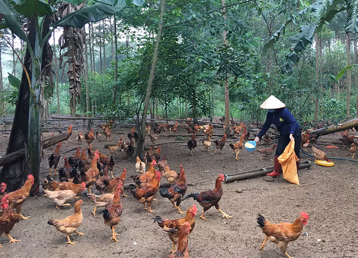 Nguồn vốn tín dụng chính sách của Ngân hàng CSXH được tạo động lực cho các đối tượng chính sách phát triển kinh tế, vươn lên làm giàu )