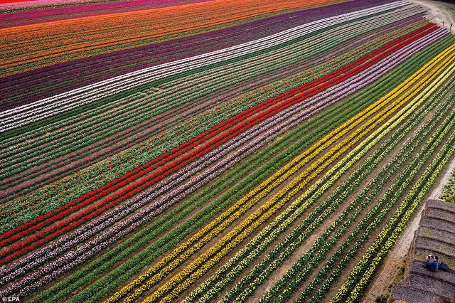 Những bông hoa tulip nở rộ trải dài trên cánh đồng rộng 100 ha ở Grevenbroich, Đức, vào Chủ nhật vừa qua