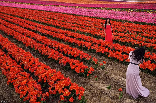 Một biển hoa tulip nở rộ trên một cánh đồng ở thị trấn Grevenbroich, ở Bắc sông-Bavaria, Đức