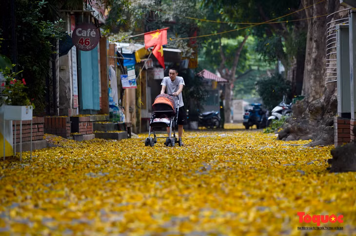 Với nhiều người Hà Nội, hàng sấu là một phần tuổi thơ không thể nào quên với những trò chơi dưới gốc cây, những ngày đi chọc sấu hay xin tiền mẹ để ăn một cốc sấu đá chua chua, ngọt ngọt, mát lạnh.