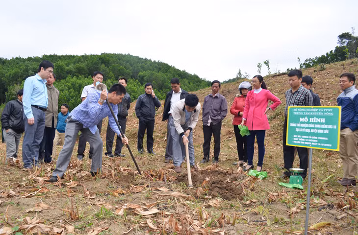 Mô hình trồng dong riềng DR3-10 được triển khai từ tháng 3/2016 tại thôn Tùng Cầu, xã Vô Ngại, huyện Bình Liêu 