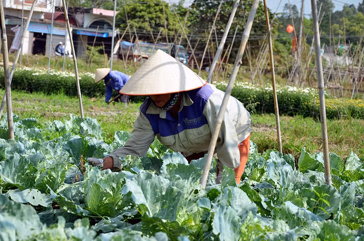 Bà Đàm Thị Trinh, xã viên HTX Sản xuất rau an toàn Tiền An đang chăm sóc rau màu theo đúng quy trình.