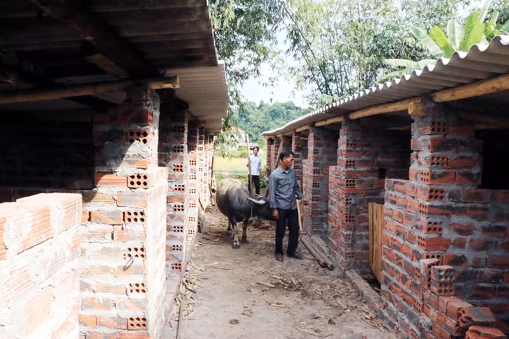 Mô hình chăn nuôi gia súc nhốt chuồng trại tập trung tại thôn Tiên Hải, xã Điền Xá, huyện Tiên Yên.