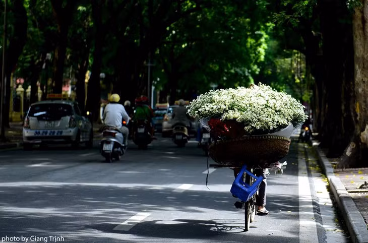 Những bông cúc xinh xắn, cánh trắng, nhụy vàng rung rinh sau thúng chất đầy hoa của đuôi xe đạp làm những người đi đường không thể không rung động, vội dừng xe lại để mua ít khóm hoa về nhà.