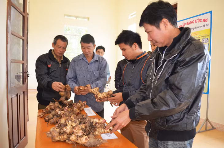 Nông dân thăm quan sản phẩm sủ dong riềng giống DR3