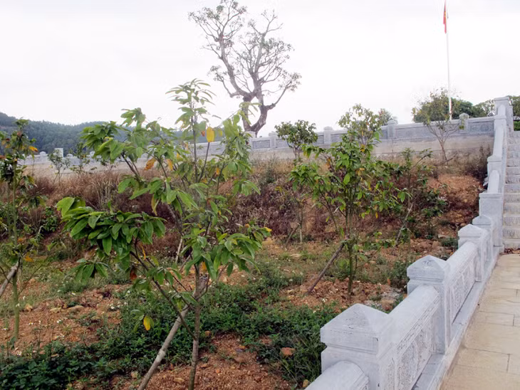 Hệ thống cây xanh với nhiều cây to, vườn mai vàng... đã được trồng, tạo màu xanh dịu mát trong không gian di tích.