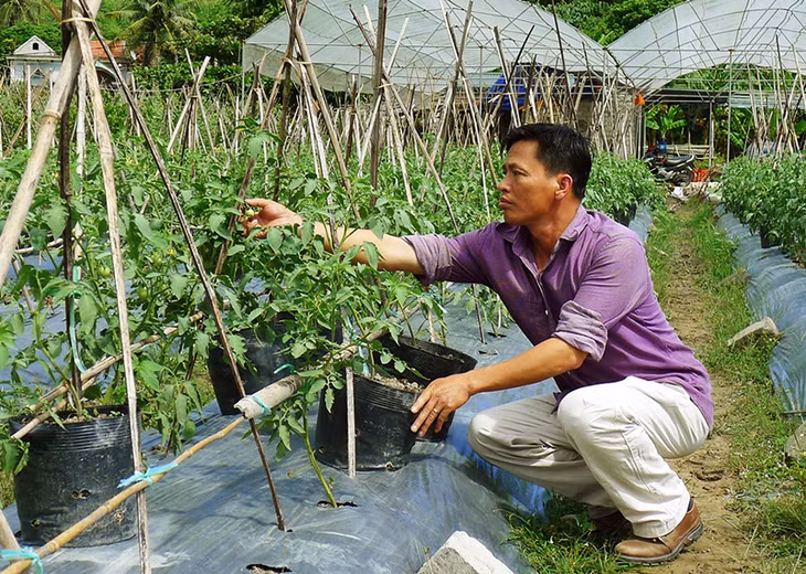 HTX Nông nghiệp Hương Việt (phường Bắc Sơn, TP Uông Bí) là đơn vị làm ăn có hiệu quả trong thời gian qua. Trong ảnh: Ông Trịnh Văn Vị, Giám đốc HTX Nông nghiệp Hương Việt theo dõi sự sinh trưởng của cây cà chua.