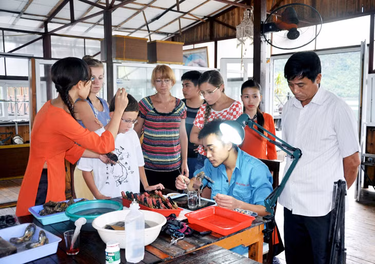 Khách du lịch tham quan cơ sở nuôi cấy ngọc trai của Công ty CP Ngọc trai Hạ Long trên Vịnh Hạ Long.