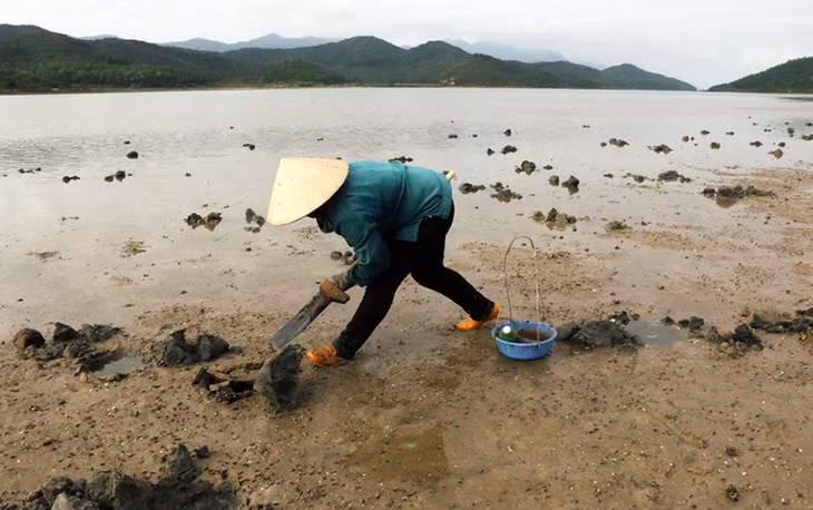 Khai thác sá sùng trên bãi Sơn Hào, đảo Quan Lạn, Vân Đồn.