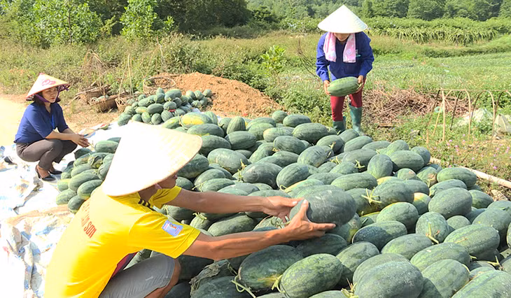 Nông dân xã Sơn Dương (Hoành Bồ) thu hoạch dưa hấu.