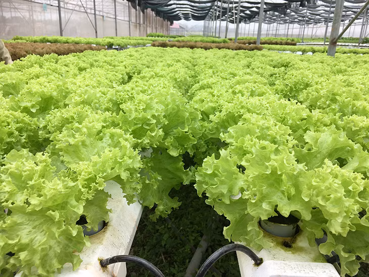 Trồng rau thủy canh sẽ hạn chế tối đa xả thải thuốc bảo vệ thực vật, phân bón hóa học...ra môi trường (Trong ảnh: Rau thủy canh của Công ty CP Đầu tư Song Hành)