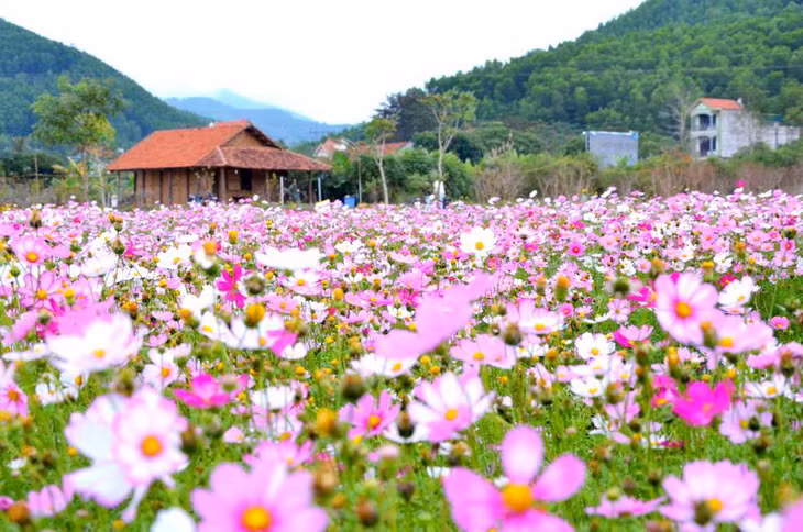 Cánh đồng hoa đa sắc Ảnh Lương Giang