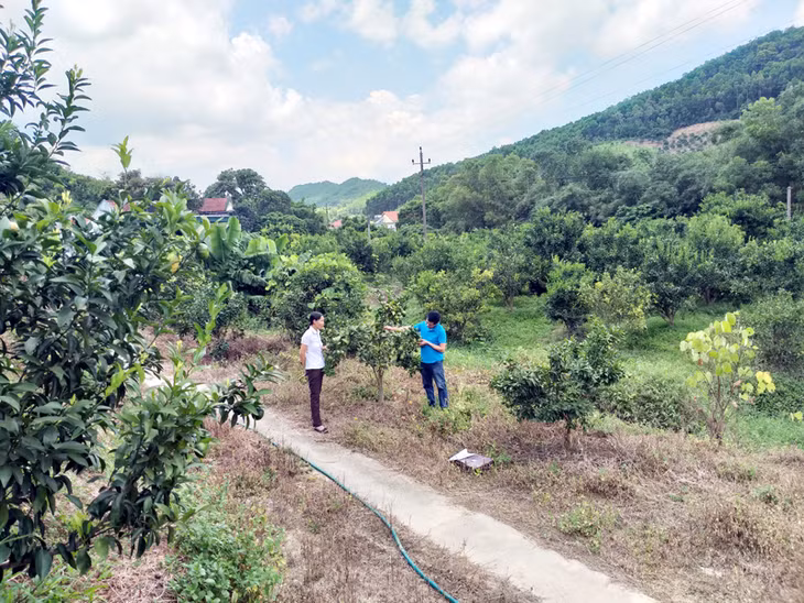 Vùng trồng cam tập trung tại xã Vạn Yên đã và đang tạo việc làm, nâng cao thu nhập cho nông dân 