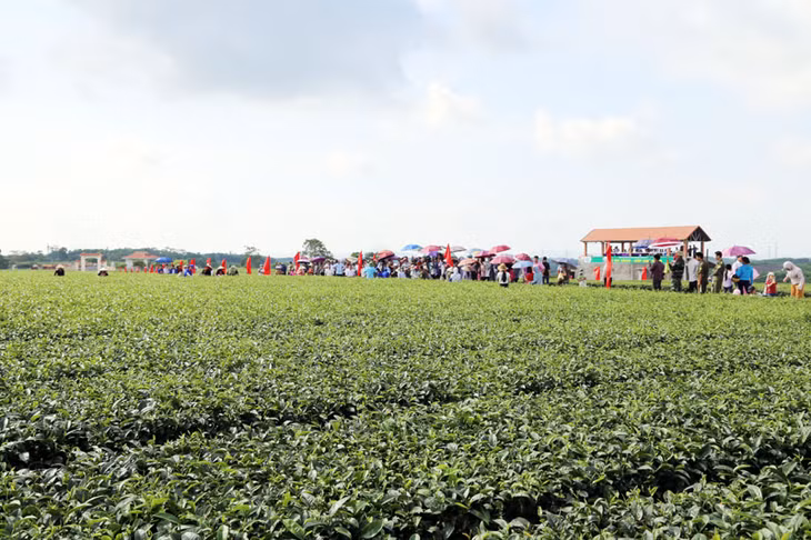 Huyện Hải Hà đã triển khai và thực hiện hiệu quả dự án phát triển cây chè chất lượng cao trên địa bàn huyện.
