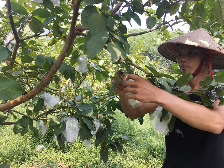 Vườn ổi của anh Đặng Văn Sồi, thôn Làng Han, xã Đồn Đạc đã mang lại nguồn thu ổn định cho gia đình 200-300 triệu mỗi năm.
