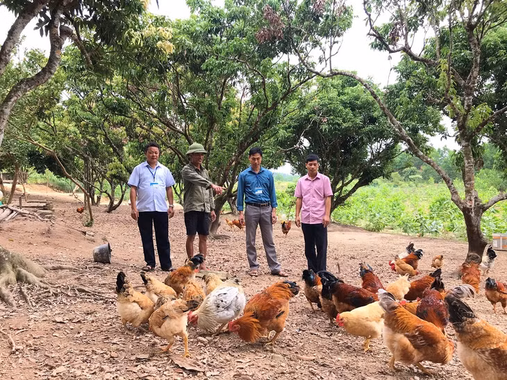 Anh Bùi Văn Tý (thứ hai, từ trái sang) thôn An Lợi một trong những chủ mô hình chăn nuôi gà thiến điển hình của xã xã Quảng Lợi, huyện Đầm Hà.