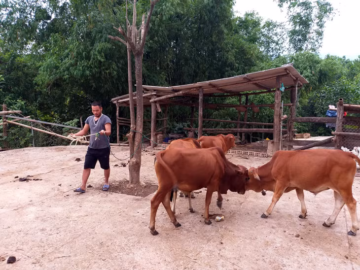 Trang trại chăn nuôi trâu, bò của gia đình anh Trịnh Văn Luyện ở điểm dân cư Đồng Mỏ